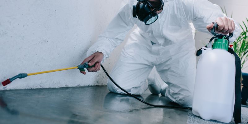 Como é feita a dedetização de baratas em Limeira